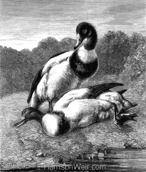 1878 Dead Sheldrake, by Harrison Weir