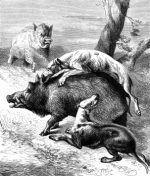 1878 Dogs Hunting the Wild Boar, by Harrison Weir