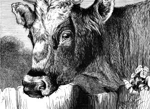 1870 – “Fairy” an Alderney Cow