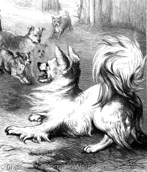 1878 Mt Dog-Friend by Harrison Weir