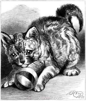 1870 Pussy at Play, by Harrison Weir