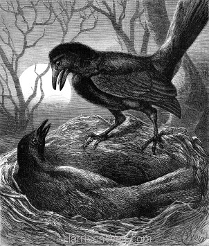 1878 Quarrel of the Rooks, by Harrison Weir