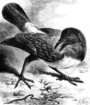 1878 "Rookey" A tame hooded Crow, by Harrison Weir
