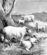 1878 Sheep and Lambs, by Harrison Weir