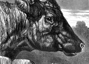 1878 – Shorthorn Cow