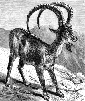 1878 The Ibex, by Harrison Weir
