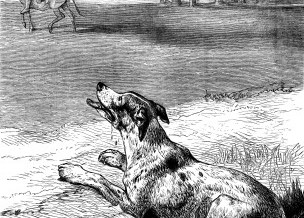 1878 – The Dog and the Donkey