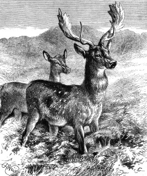 1878 The Fallow-Deer by Harrison Weir