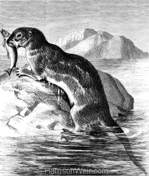 1878 The Otter, by Harrison Weir
