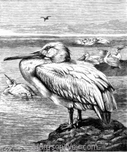1878 The Pelican, by Harrison Weir