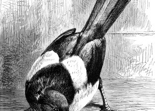 1873 – The Robber Magpie