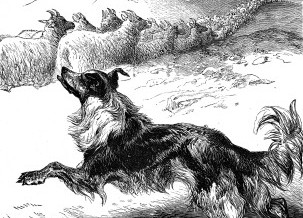 1878 – The Shepherd’s Dog