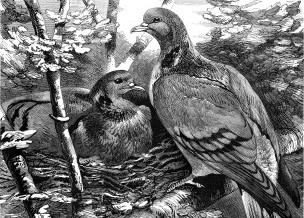 1878 – The Stock-Doves