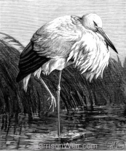 1878 The Stork, by Harrison Weir