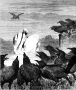 1878 The Swan and the Crows, by Harrison Weir