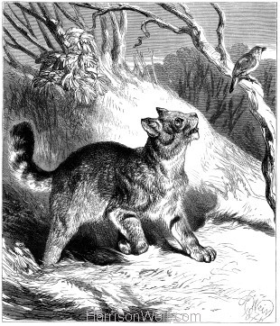 1876 The Wild Cat by Harrison Weir