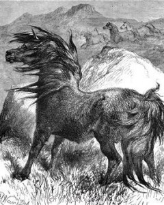 1878 Shetland Pony by Harrison Weir