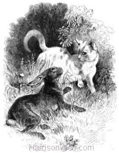 1879 Cat and Hare, by Harrison Weir
