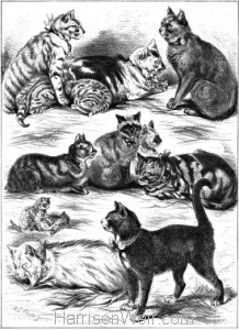 1879 (Oct) Crystal Palace Cat Show
