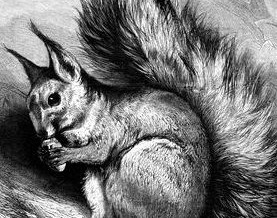 1879 – The Squirrel