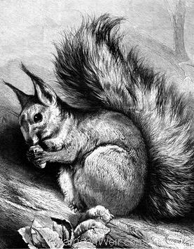 1879 The Squirrel by Harrison Weir