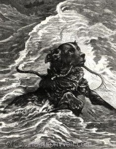 1880 Dog to the Rescue by Harrison weir