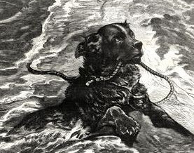 1880 – Dog to the rescue