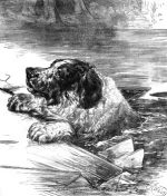 1882 A Dog rescued from the Ice, by Harrison Weir
