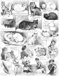 1883 (Oct) Crystal Palace Cat Show -Sketches by Corbould