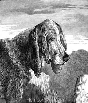 1877 The Bloodhound by Harrison Weir
