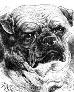 1884 The Pug Dog
