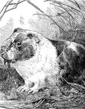 1886 The Guinea Pig