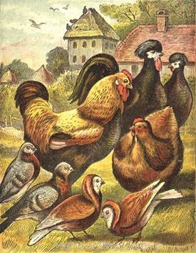 1887 The Poultry Yard by Harrison Weir