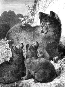 1891 Bear and Cubs, by Harrison Weir