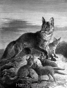 1873 Fox and Young, by Harrison Weir