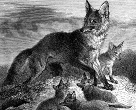 1873 – Fox and Young