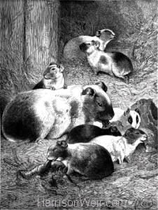 1891 Guinea-Pig and Young, by Harrison Weir
