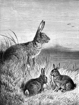 1891 Hare and Young, by Harrison Weir