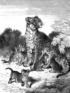 1891 Leopard and Cubs, by Harrison Weir