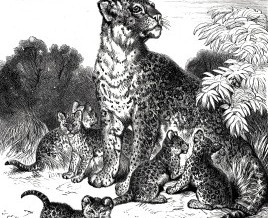 1891 – Leopard and Cubs