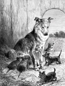 1891 Mother and Pups, by Harrison Weir
