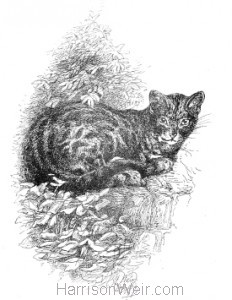 1891 Old English Cat, by Harrison Weir