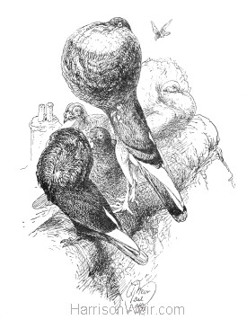 1891 Pouter Pigeons, by Harrison Weir