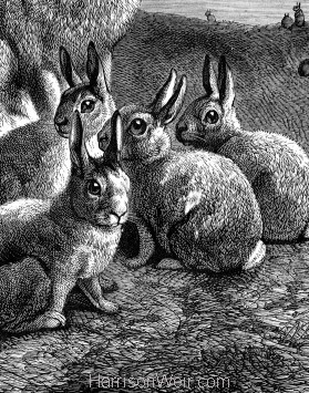 1891 - Rabbit and Young - Harrison Weir Harrison Weir