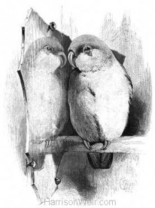 1868 Lovebird and Mirror by Harrison Weir