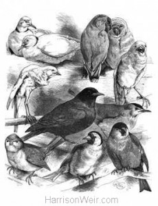 1884 Doves Canary Finch Loverbirds, Blackbird Titmouse Bullfinch by Harrison Weir