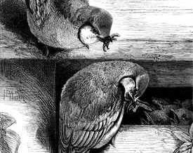 1877 – Nest in a Letterbox