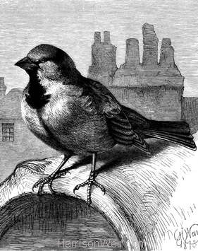 1873 The Sparrow on the Housetop by Harrison Weir