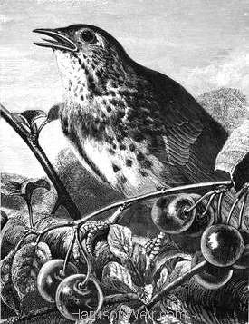 1870 Thrush In Song by Harrison Weir