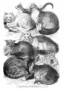 1871 Prize Cats at the Crystal Palace Cat Show drawn by Harrison Weir